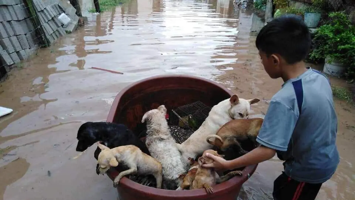 Yostin rescate animales